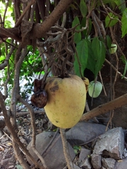 Solanum wendlandii