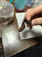 Scolopocryptops nigrimaculatus