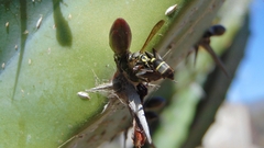 Mischocyttarus pallidipectus