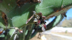 Mischocyttarus pallidipectus