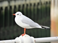 Chroicocephalus ridibundus