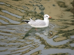 Chroicocephalus ridibundus