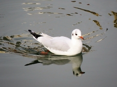 Chroicocephalus ridibundus