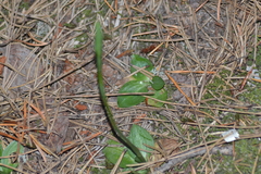 Spiranthes lacera lacera
