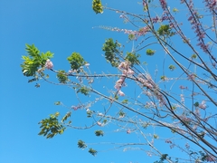 Gliricidia sepium