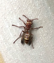 Polistes badius