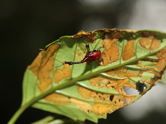 Paratrachelophorus nodicornis