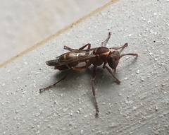 Polistes badius