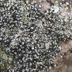 Acarospora moenium