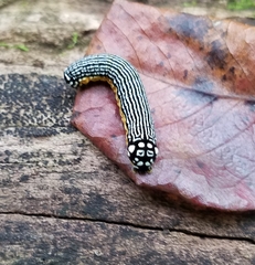 Phosphila turbulenta