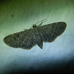 Eupithecia ultimaria