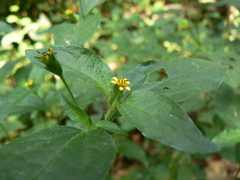 Synedrella nodiflora