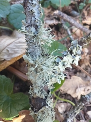 Evernia prunastri