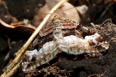 Xanthorhoe biriviata