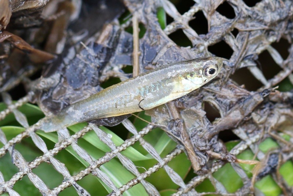Eyespot lampeye (Lacustricola omoculatus) — Poeciliidae