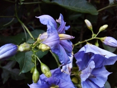 Solanum wendlandii
