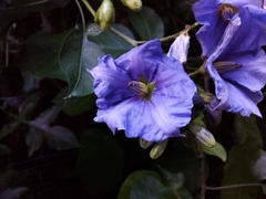 Solanum wendlandii