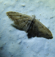 Araeopteron ecphaea