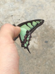Graphium cloanthus