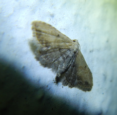 Araeopteron ecphaea