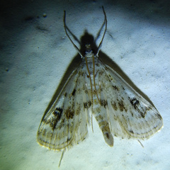 Parapoynx stratiotata