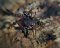 Metagyndes pulchella