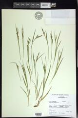 Carex garberi
