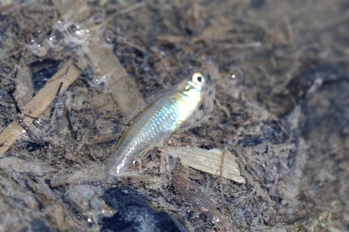 Kongoro lampeye (Lacustricola kongoranensis) — Poeciliidae — 3