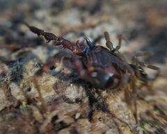 Metagyndes pulchella