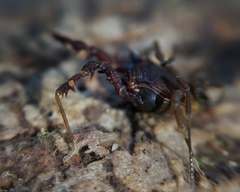 Metagyndes pulchella