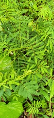 Mimosa diplotricha