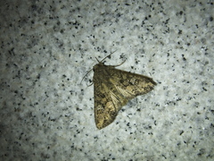 Mamestra brassicae