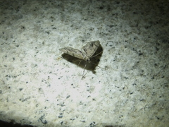 Lobophorodes obscuraria