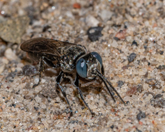 Tachysphex terminatus