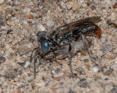 Tachysphex terminatus