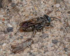 Tachysphex terminatus