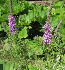 Lythrum salicaria