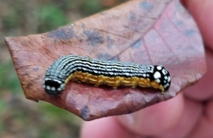 Phosphila turbulenta