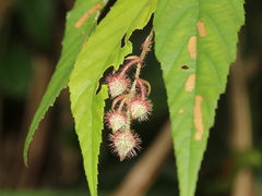 Rubus swinhoei