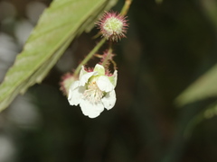 Rubus swinhoei
