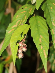 Rubus swinhoei