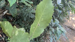 Helicia rengetiensis