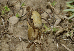 Minuca longisignalis