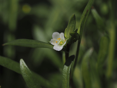 Calandrinia menziesii