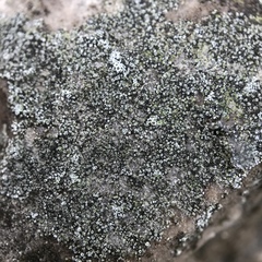 Acarospora moenium
