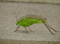 Amblycorypha oblongifolia