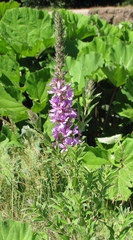 Lythrum salicaria