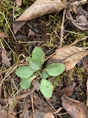 Micranthes virginiensis