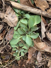 Micranthes virginiensis