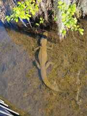 Alligator mississippiensis